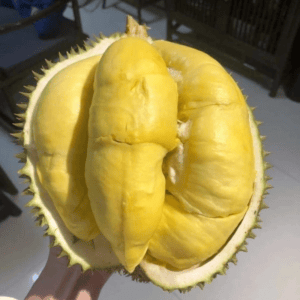 Hương sầu riêng chín tới – DURIAN – V0049