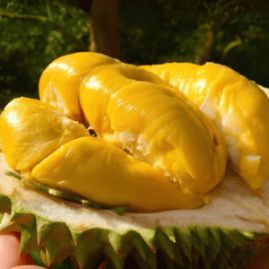 Hương sầu riêng chín mùi – DURIAN – V0053