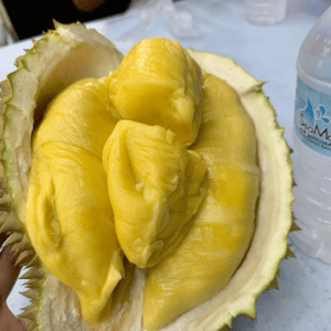Alternative view of Hương sầu riêng Cái Mơn – DURIAN – A25