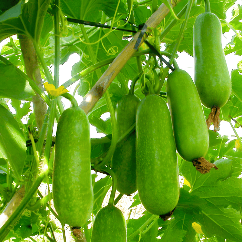 Hương bí đao