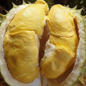 Alternative view of Hương sầu riêng chao chín mùi – DURIAN – V0052