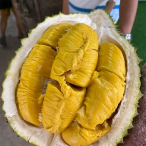 Hương sầu riêng chao chín mùi – DURIAN – V0052