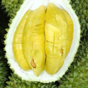 Hương sầu riêng Cái Mơn – DURIAN – A25