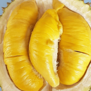 Alternative view of Hương sầu riêng – DURIAN – V0229
