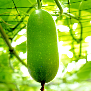Alternative view of Hương bí đao – WINTERMELON – A006
