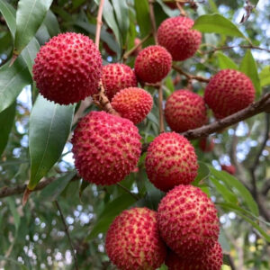 Alternative view of Hương vải thiều Hải Dương – LYCHEE – A823