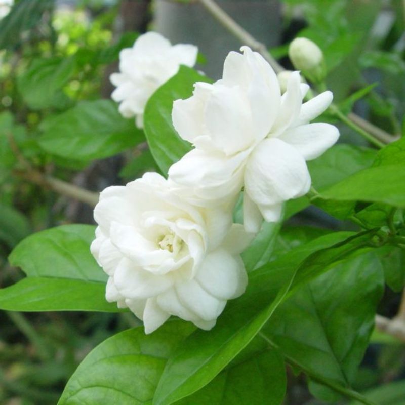 Hương lài