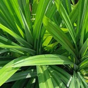 Hương lá dứa tươi – PANDAN – A055