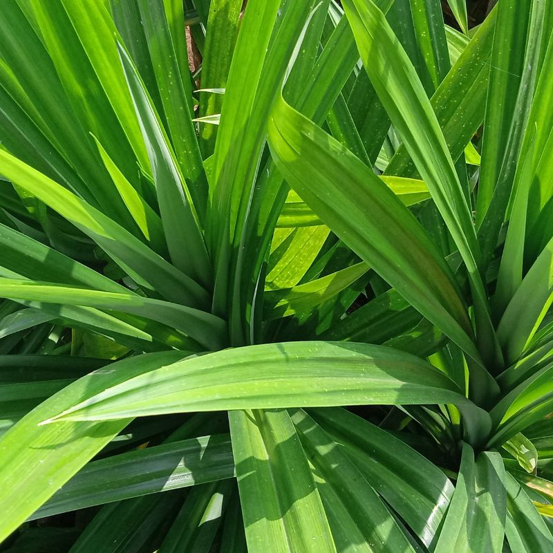 Hương lá dứa