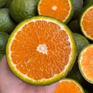Hương cam sành – Orange – V0114