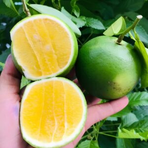 Hương cam mật – ORANGE – V0076