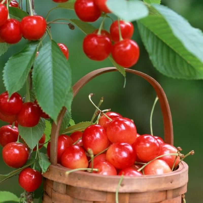 Hương cherry Mỹ – Cherry Wild – V0244 3 Hương cherry Mỹ – Cherry Wild – V0244 - Ảnh 3