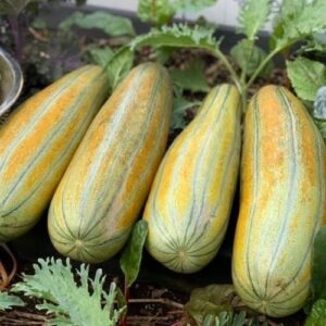 Hương dưa gang – MELON – A002