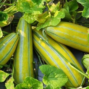 Hương Dưa Gang – MELON – V0075