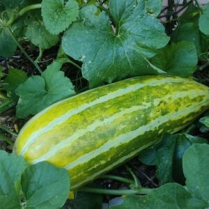 Alternative view of Hương Dưa Gang – MELON – V0075