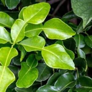 Hương lá chanh – LEMON LEAF – V0152