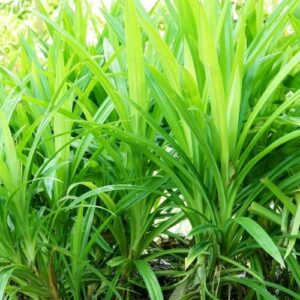 Alternative view of Hương lá dứa – PANDAN – V0224