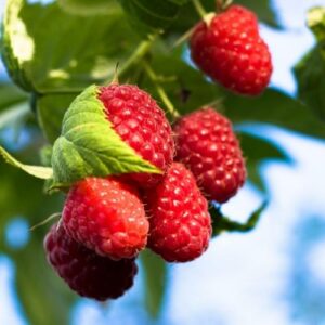 Alternative view of Hương mâm sôi – Raspberry – V0241