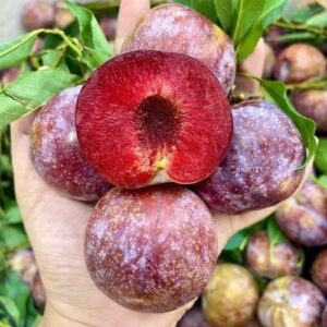 Hương Mận Hà Nội – Plum – V0243 - Ảnh 4