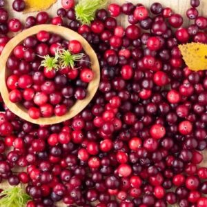 Hương Nam Việt Quất – Cranberry – V0242 7 Hương Nam Việt Quất – Cranberry – V0242 - Ảnh 4