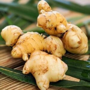 Hương gừng non – Ginger – V0189